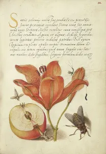 Lilium Prints: Insects, Orange Lily, Caterpillar