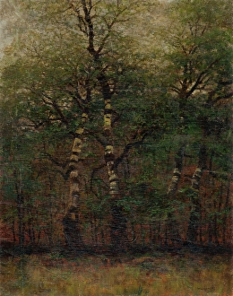 Ageing Prints: Inside of Birch Forest, 1900-1910. Creator: Ladislav Mednyanszky