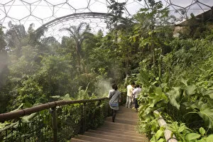 Cornish Gallery: Inside the Humid Tropics Biome, Eden Project, near St Austell, Cornwall