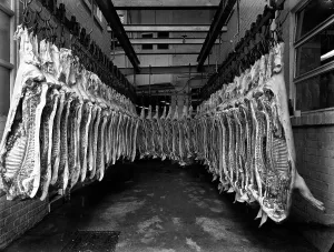 Carcass Prints: Interior of a butchery factory, Rawmarsh, South Yorkshire, 1955. Artist: Michael Walters