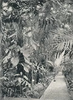Botanic Gardens Gallery: Interior of the Great Palm House, Kew Gardens, 1904