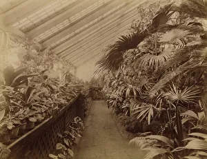 Orangery Prints: Interior of the Orangery; Tropical Section, 1890. Creator: Unknown