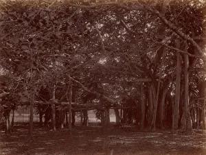 Interior View of Banyan Tree, Calcutta, 1860s-70s. Creator: Unknown