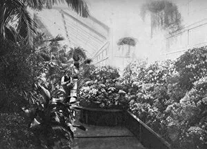 Interior of the White House greenhouse, Washington DC, USA, 1908