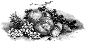 Ananas Sativus Prints: International exhibition of fruits