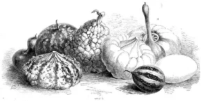 International exhibition of fruits, vegetables, etc. in the Horticultural Society's gardens, 1862. Creator: Unknown