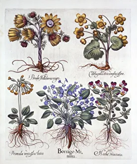 Ipheion Rolf Fiedler Spring Starflower, Marsh Marigold, Pseudo Helleborus, Viola Tricolor