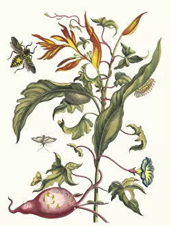 Botanical Illustration Gallery: Ipomoea batatas and Heliconia psittacorum. From the Book Metamorphosis insectorum