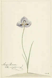 Freesia Prints: Iris, 1741-1795. Creator: Cornelis van Noorde