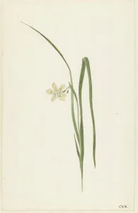 Freesia Prints: Iris, 1741-1795. Creator: Cornelis van Noorde