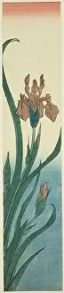 Stream Gallery: Iris, 1840s. Creator: Ando Hiroshige