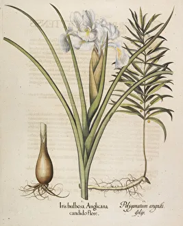 Besler Prints: Iris bulbosa Anglicana, 1613. Creator: Besler, Basilius (1561-1629)