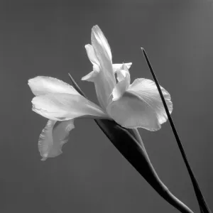 Grey Background Collection: Iris. Creator: Tom Artin