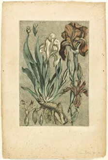 Dagoty Jacques Fabien Gallery: Iris Florentina, from Collection des plantes usuelles, curieuses, et étrangères, 1767