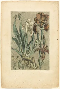 Rhizome Gallery: Iris Florentina, from Collection des plantes usuelles, curieuses, et etrangeres, 1767