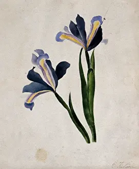 Skin Disease Prints: Two iris flowers, c1900. Creator: E Finlaison