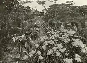 Ponting Collection: In An Iris Garden, 1910. Creator: Herbert Ponting