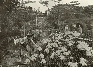 In An Iris Garden, 1910. Creator: Herbert Ponting