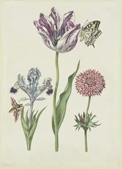 Tulipa Prints: Iris with hawk moth, swallowtail tulip, anemone, 17th century. Creator: N Robb