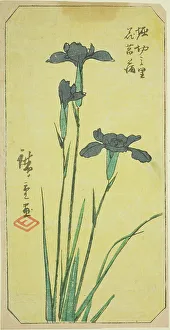 Section Of Harimaze Sheet Prints: Iris at Horikiri Village (Horikiri no sato hanashobu)