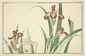 Hokusai Shashin Gafu Prints: Iris, from The Picture Book of Realistic Paintings of Hokusai (Hokusai shashin gafu)