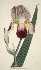 Iris Sambucina (Elder Scented Iris), pub. 1792 (hand coloured engraving). Creator Iris Sambucina (Elder Scented Iris), pub. 1792 (hand coloured engraving). Creator