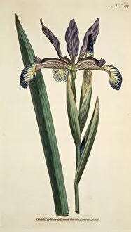 Rhizome Gallery: Iris Spuria (Spurios Iris), pub. 1790 (hand coloured engraving). Creator: English School