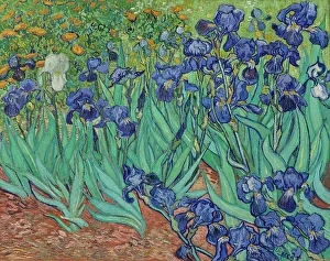 Vincent Van Gogh Prints: Irises, 1889. Creator: Vincent van Gogh