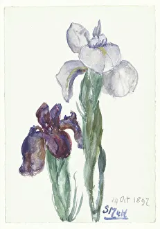Petals Prints: Irises, 1897. Creator: Sina Mesdag van Houten