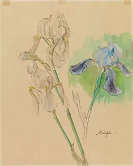 Freesia Prints: Irises, c1890s. Creator: Albert Edelfelt
