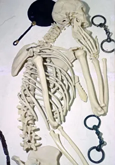 Iron Age British Female Chariot Burial