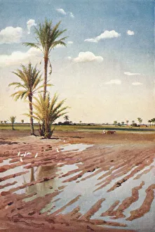 R Talbot Kelly Prints: An Irrigated Field, c1880, (1904). Artist: Robert George Talbot Kelly
