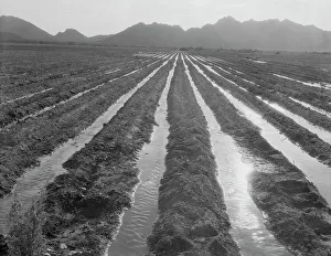 Irrigation Prints: Irrigated field of cotton seventy miles from Phoenix