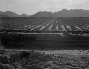 Irrigation Prints: Irrigated fields of Acala cotton seventy miles from Phoenix