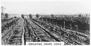 Vine Gallery: Irrigating grape vines, Australia, 1928