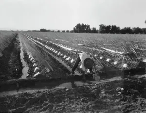 Irrigation Prints: Irrigator in brushed and capped cantaloupe field