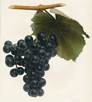 Viticulture Prints: Isabella, 1908