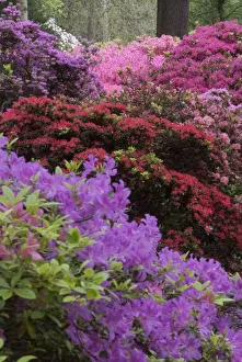 Ethel Prints: Isabella Plantation, Richmond Park