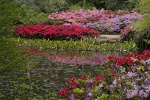 Isabella Plantation, Richmond Park, Richmond, Surrey, England, UK, 14 / 5 / 10. Creator: Ethel Davies