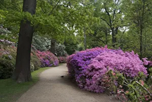 Isabella Plantation, Richmond Park, Richmond, Surrey, England, UK, 14 / 5 / 10. Creator: Ethel Davies