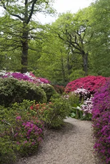 Isabella Plantation, Richmond Park, Richmond, Surrey, England, UK, 14 / 5 / 10. Creator: Ethel Davies