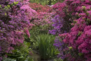 Isabella Plantation, Richmond Park, Richmond, Surrey, England, UK, 14 / 5 / 10. Creator: Ethel Davies