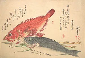 Fishes Prints: Isaki and Kasago Fish, from the series Uozukushi (Every Variety of Fish)