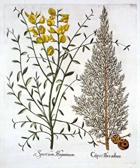 Medicinal Gallery: Italian Cypress and Spanish Broom, from Hortus Eystettensis, by Basil Besler (1561-1629), pub