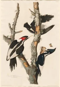 Robert Havell Prints: Ivory-billed Woodpecker, 1829. Creator: Robert Havell