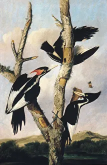 Beetle Prints: Ivory-billed Woodpeckers, ca. 1830-31. Creator: Joseph Bartholomew Kidd