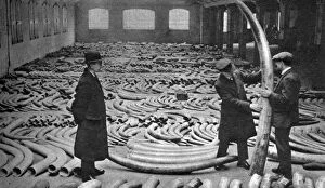 Horrible Gallery: Ivory shipment, Royal Albert Dock, London, 1926-1927