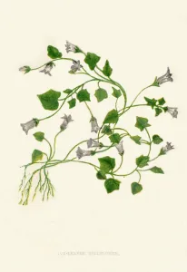 Society Promoting Christian Knowledge Prints: Ivy-Leaved Bellflower, c1891, (1891). Artist: Anne Pratt