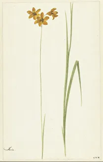 Iridaceae Prints: Ixia, 1741-1795. Creator: Cornelis van Noorde