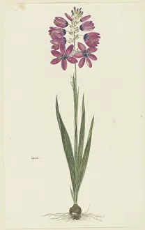 Perennial Prints: Ixia lutea eckkl. var. Ovata. 1777-1786. Creator: Robert Jacob Gordon